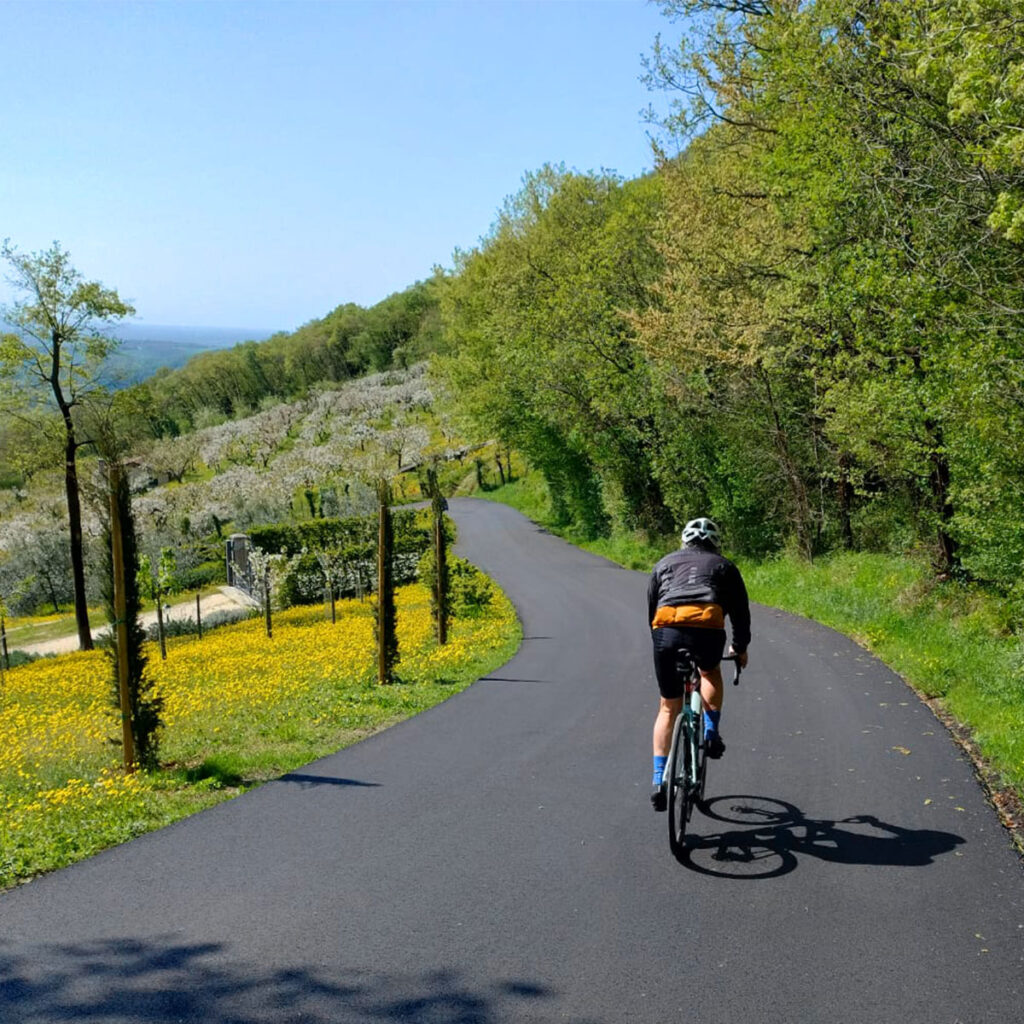 Ciclista su strada panoramica tra colline, uliveti e fiori gialli in primavera; percorso di ciclismo su asfalto in campagna.